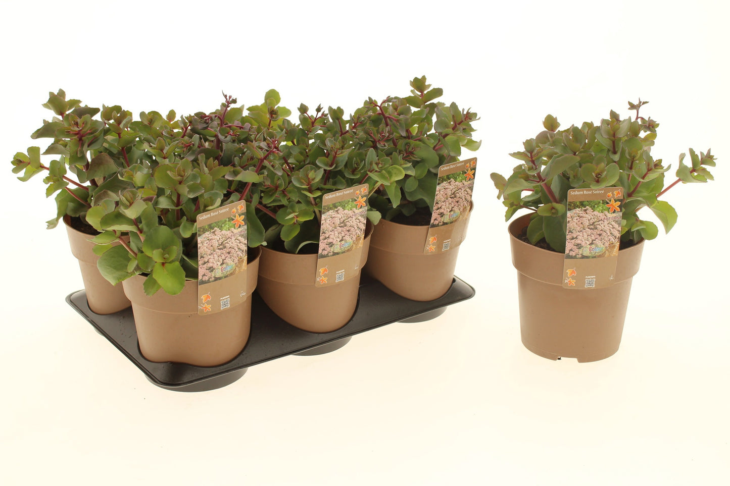 Sedum album mix 25cm 15cm Pot