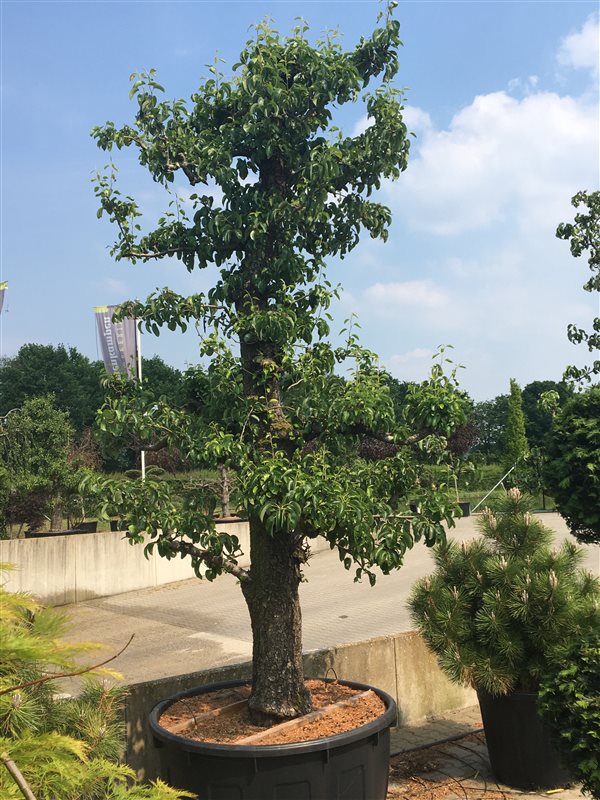 Pyrus com. Conference Halfstam 350cm 112cm Pot