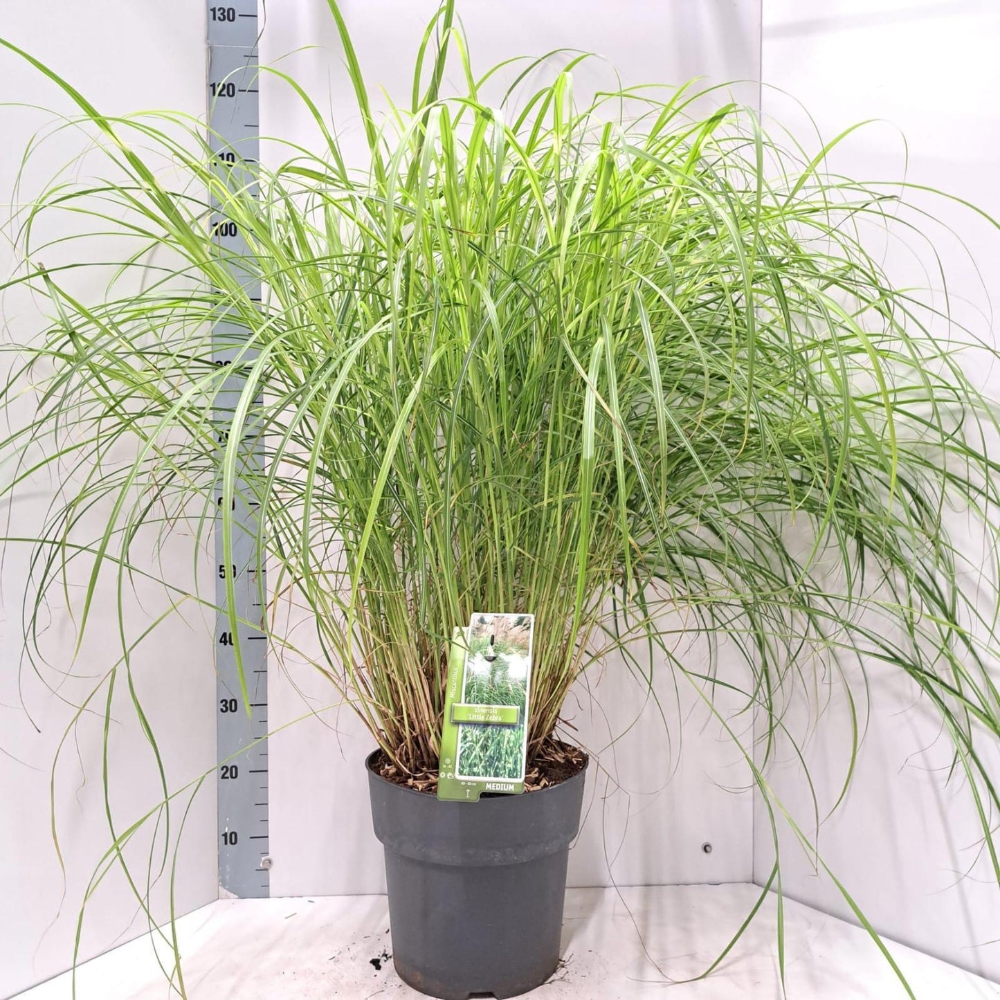 Miscanthus sinensis 120cm 29cm Pot