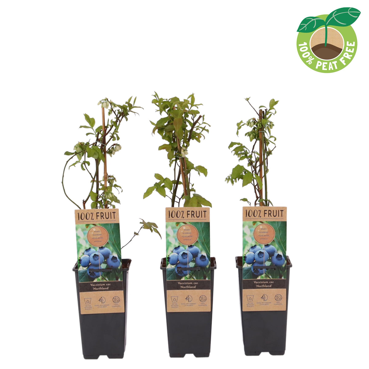 Vaccinium Northland 40cm 15cm Pot