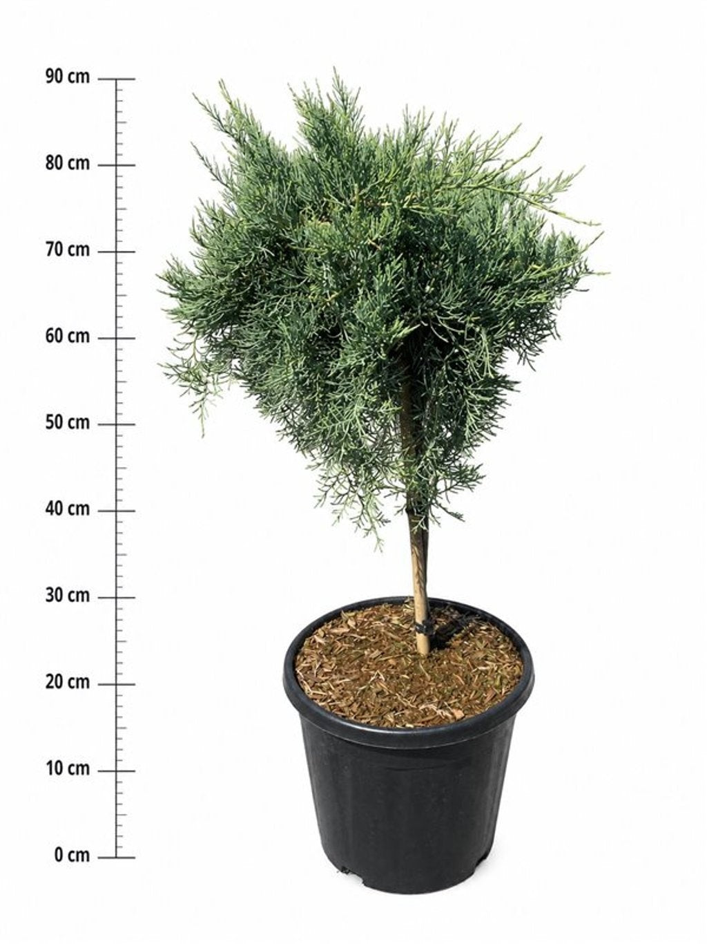 Juniperus virginiana Grey Owl 100cm 32cm Pot