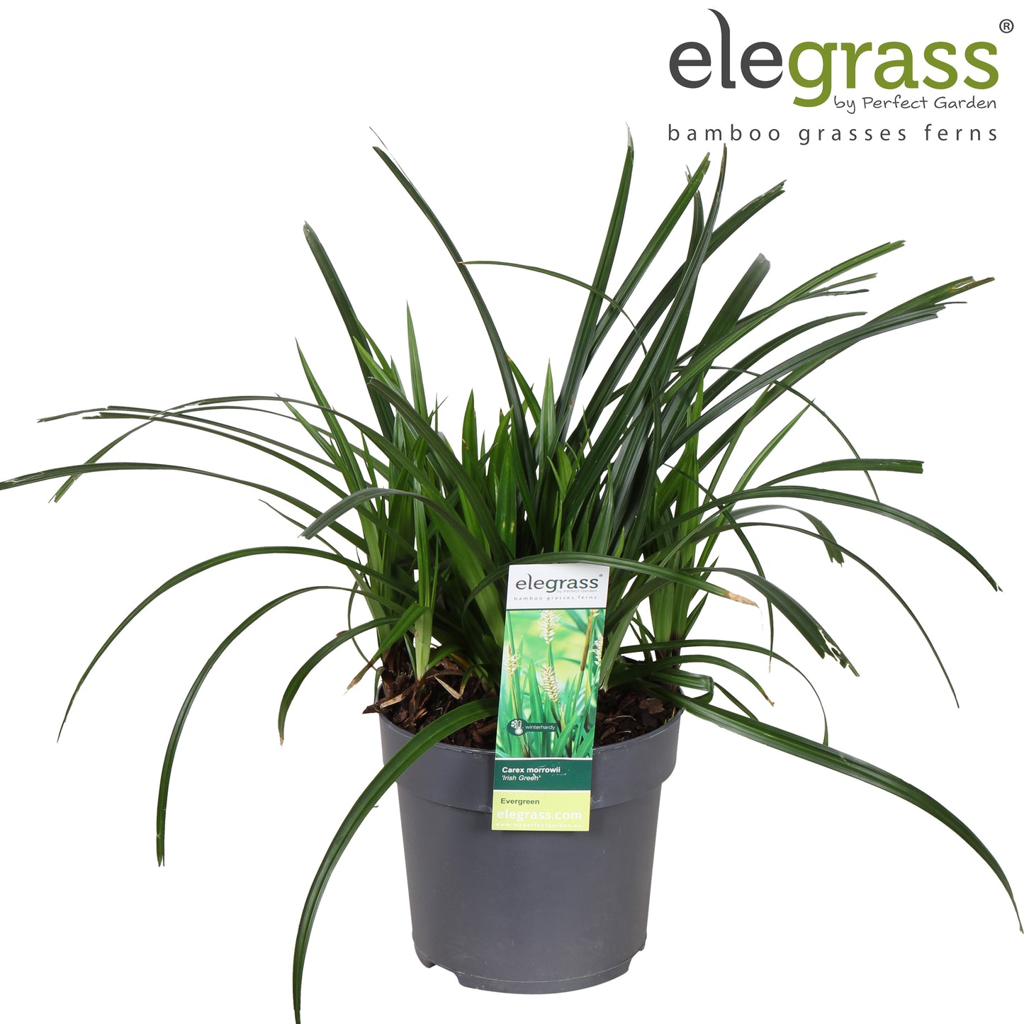 Miscanthus sinensis 40cm 14cm Pot