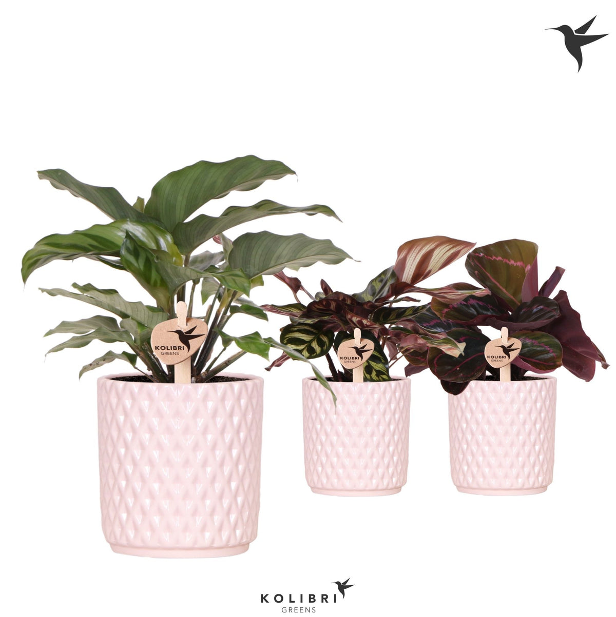 Calathea mix 24cm 9cm Pot