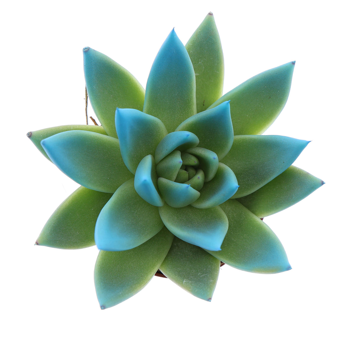 Miranda tips mint 8cm 6cm Pot