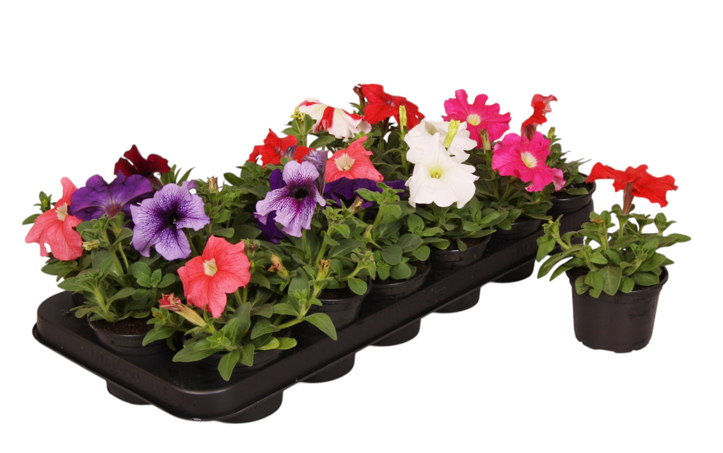 Petunia mix 10cm 9cm Pot