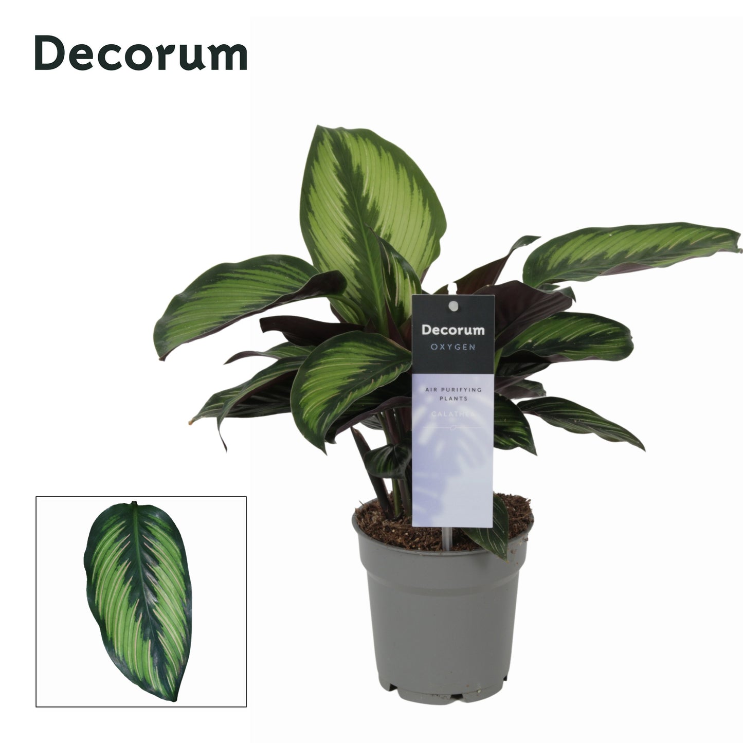 Vreugdenhil Bulbs & Plants Calathea Princeps Pack of 6