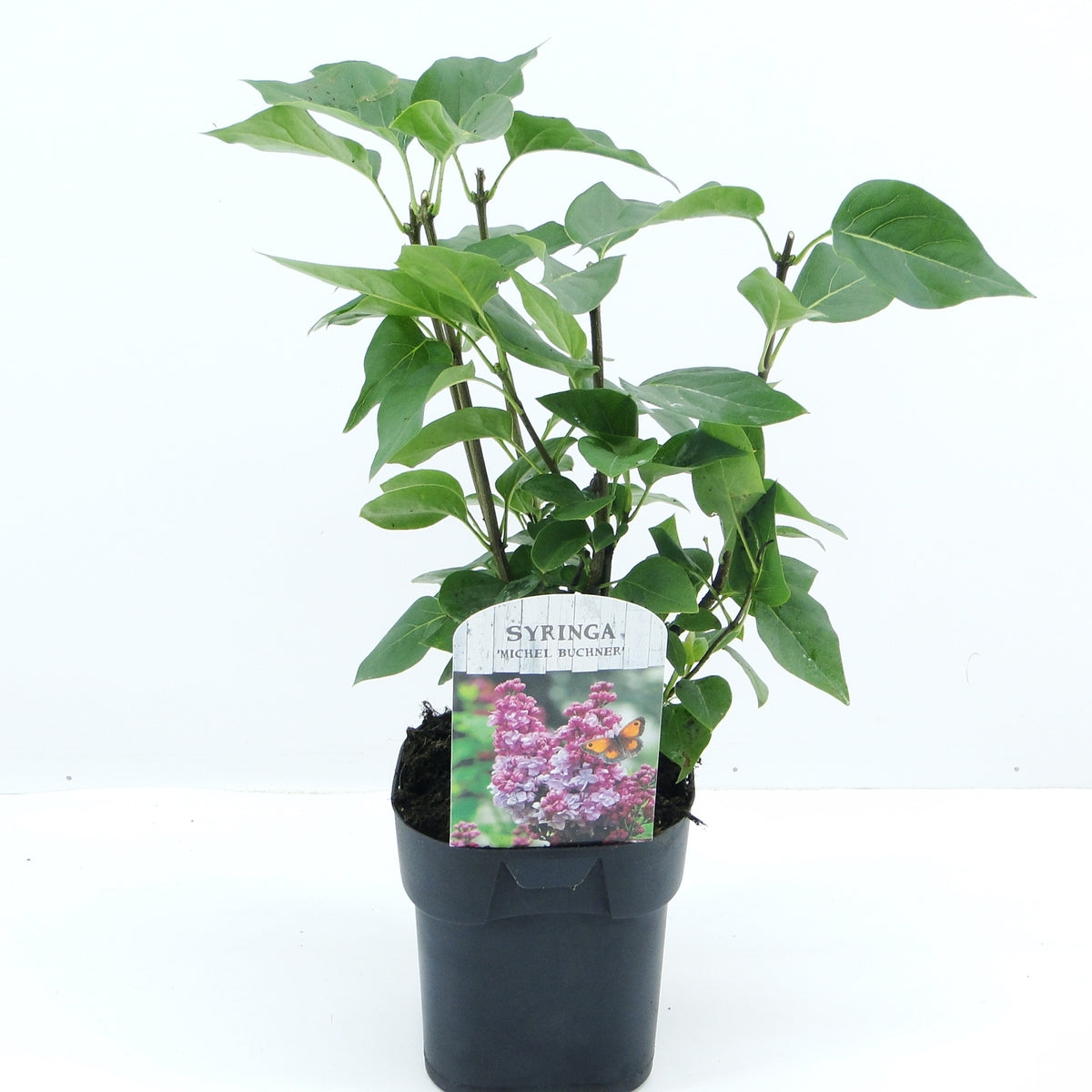 Syringa vulgaris Michel Buchner 45cm 17cm Pot
