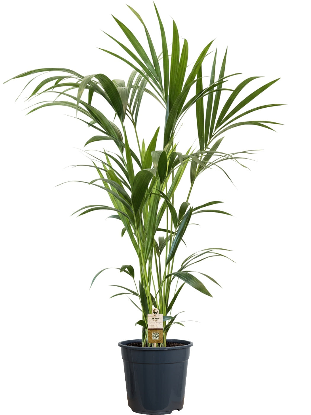 Howea forsteriana 120cm 21cm Pot