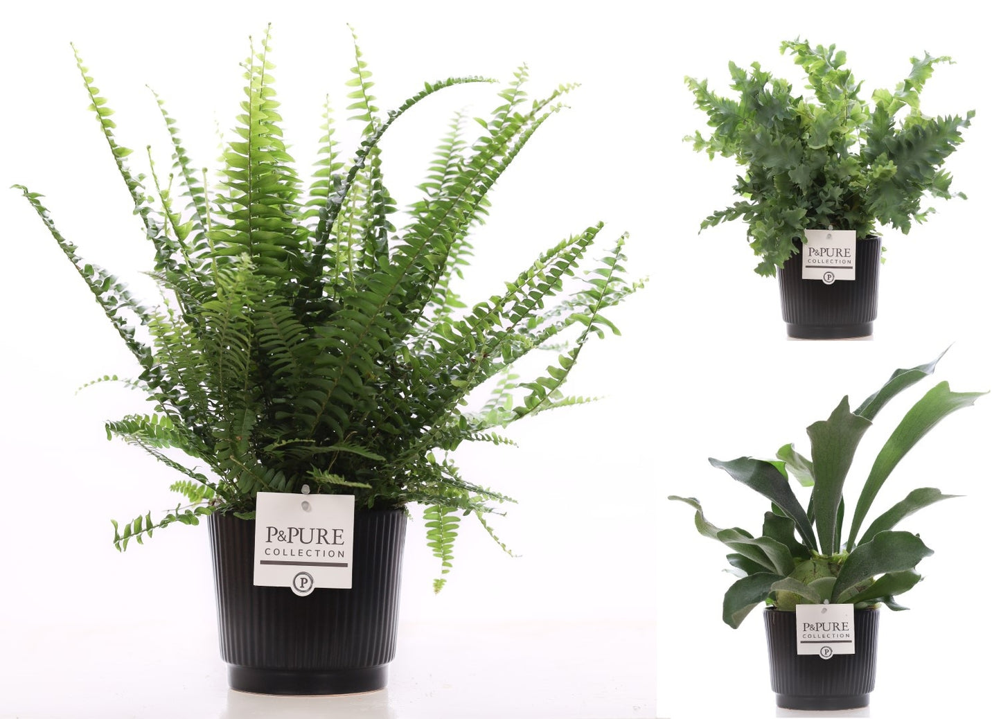 Ferns mix 35cm 12cm Pot