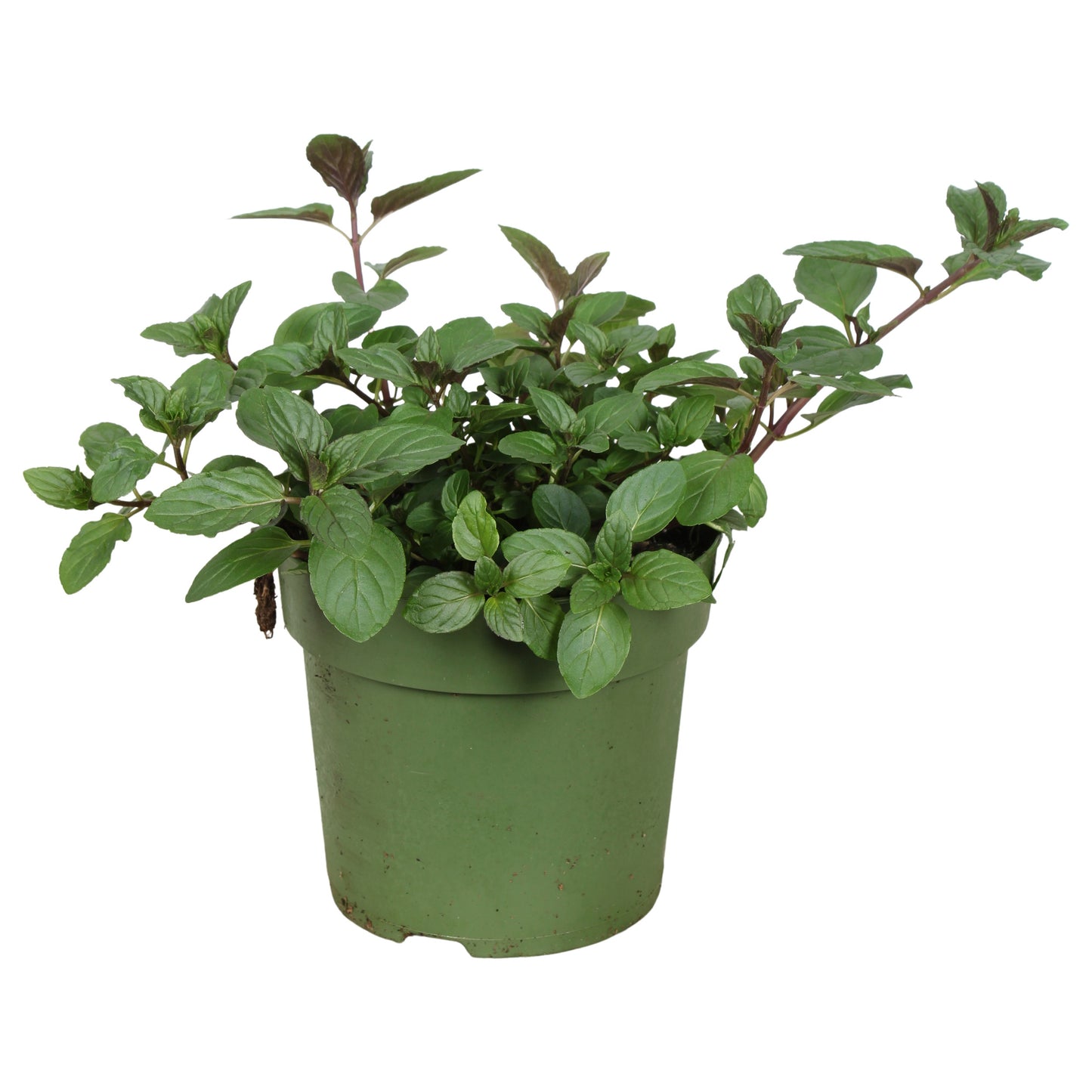 Mentha spicata Crispa 30cm 14cm Pot