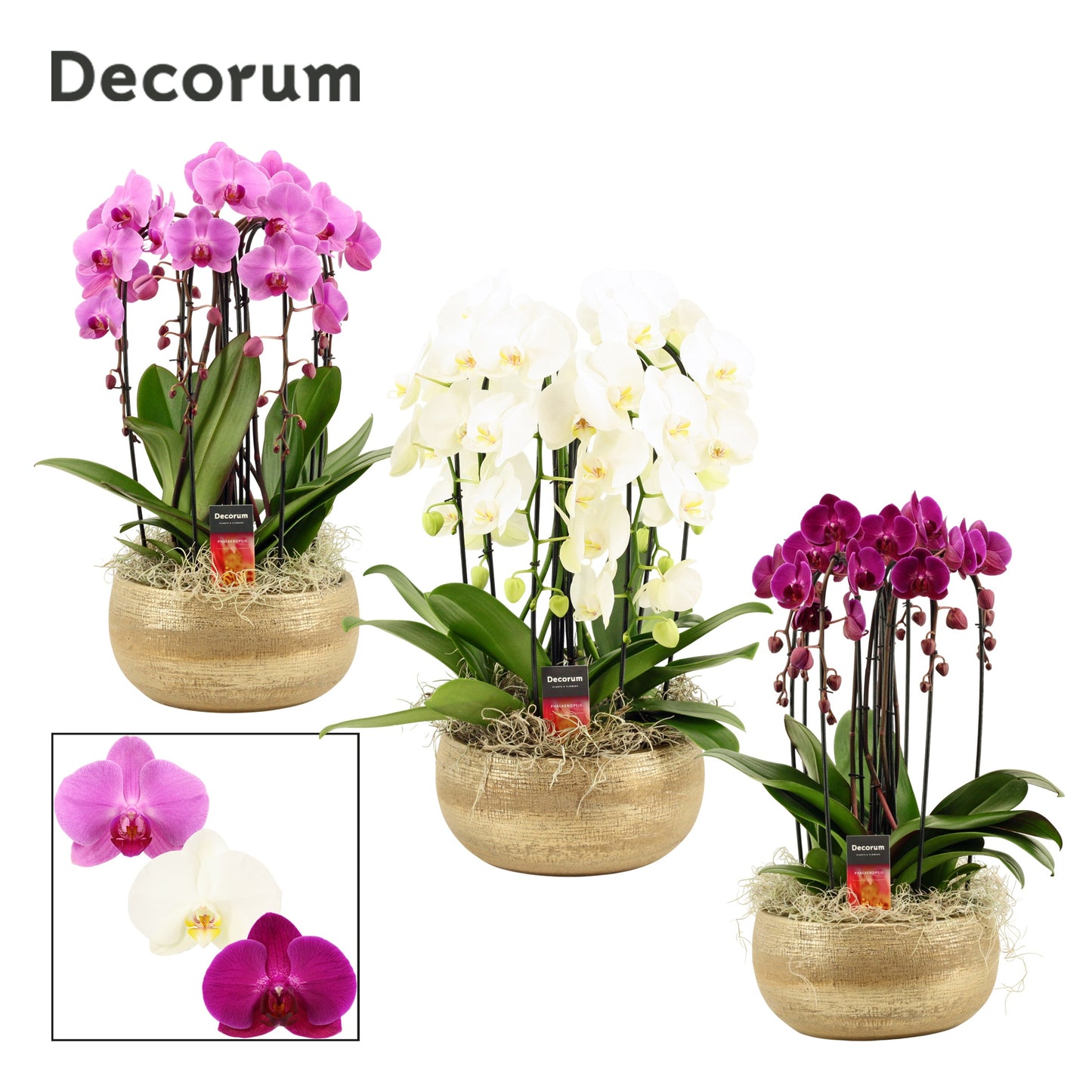 Phalaenopsis mix 55cm 27cm Pot