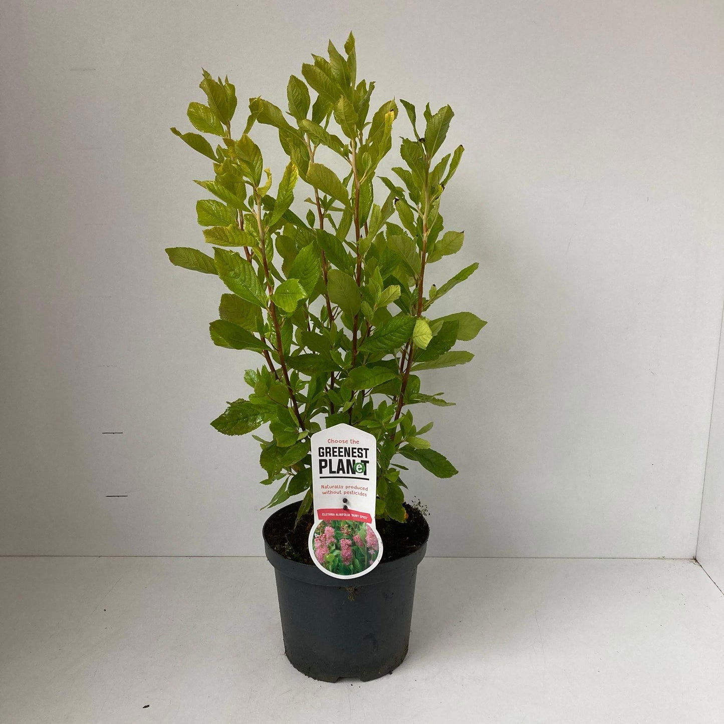 Clethra Ruby Spice 55cm 19cm Pot