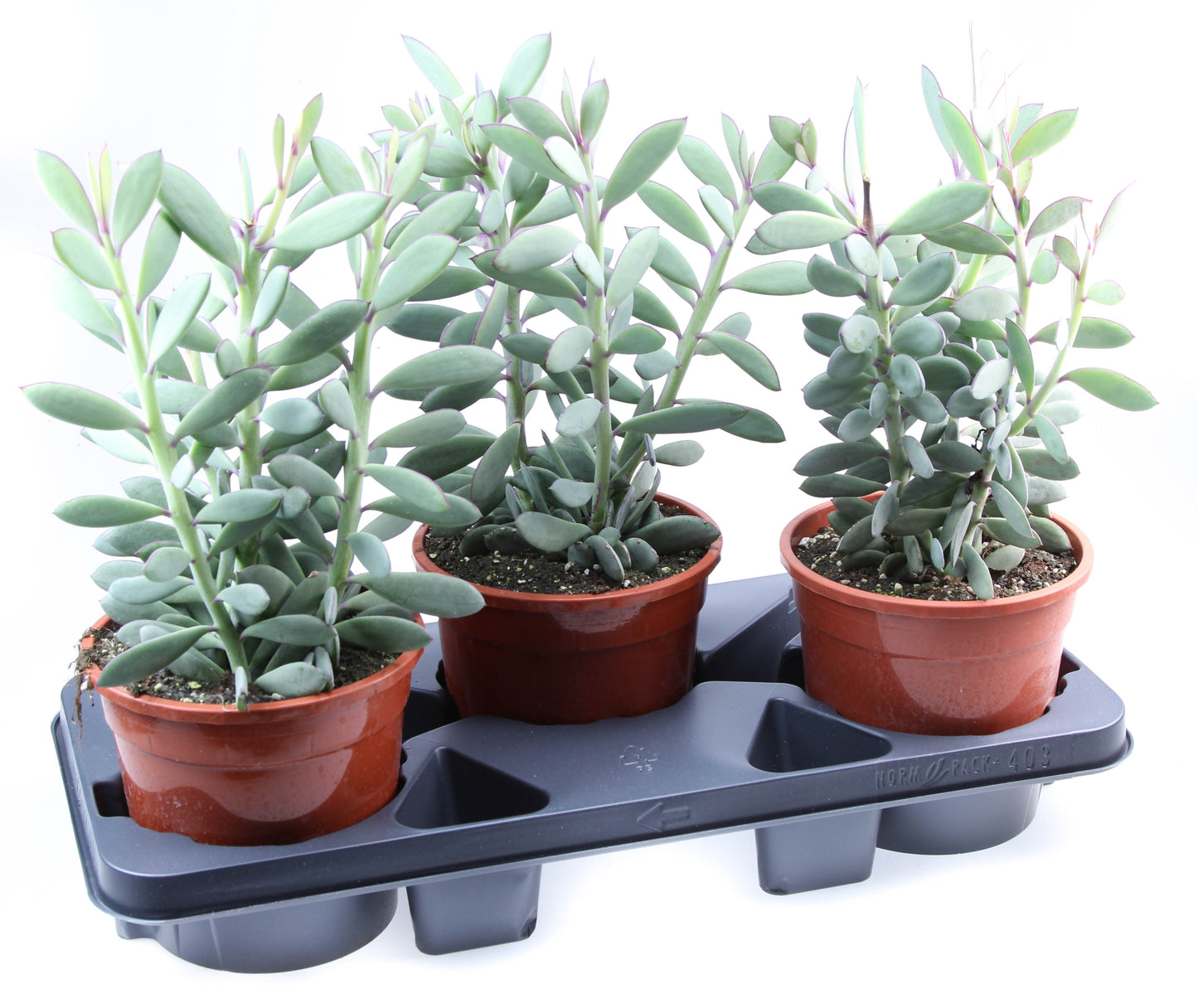 Senecio crassissimus 40cm 17cm Pot