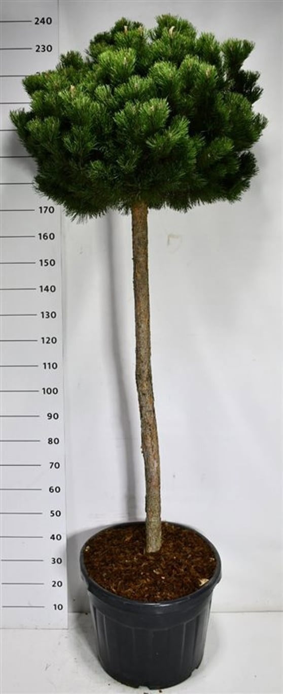 Pinus mugo Gnom 240cm 55cm Pot