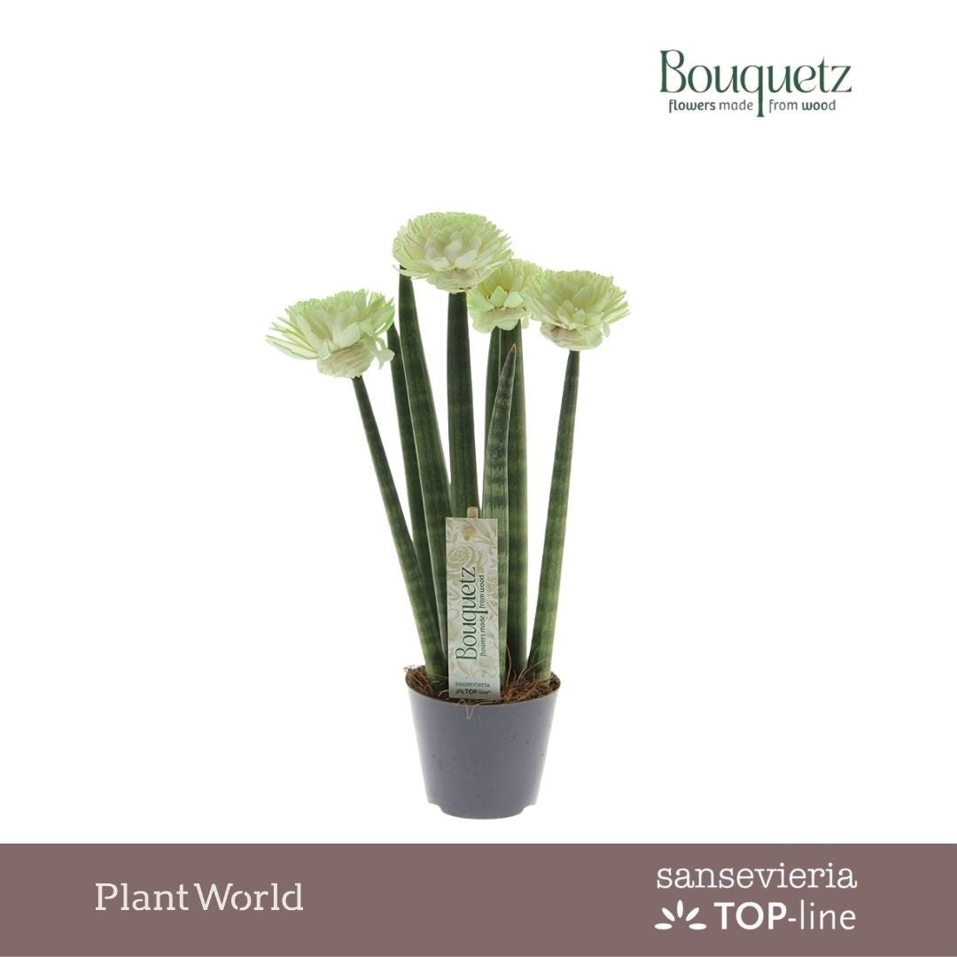 Sansevieria cylindrica 35cm 8.5cm Pot