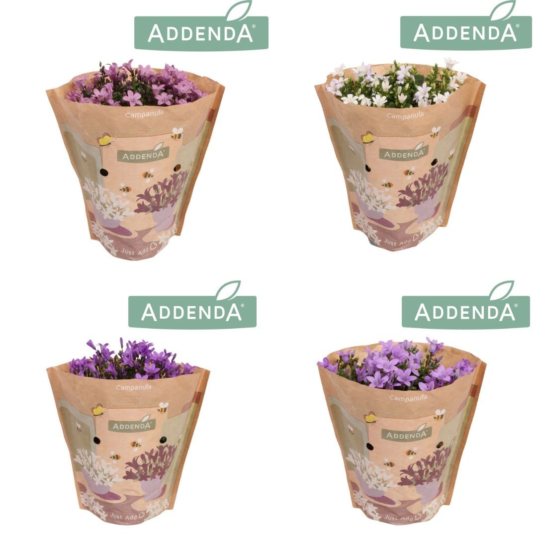 Campanula mix 17cm 510cm Pot