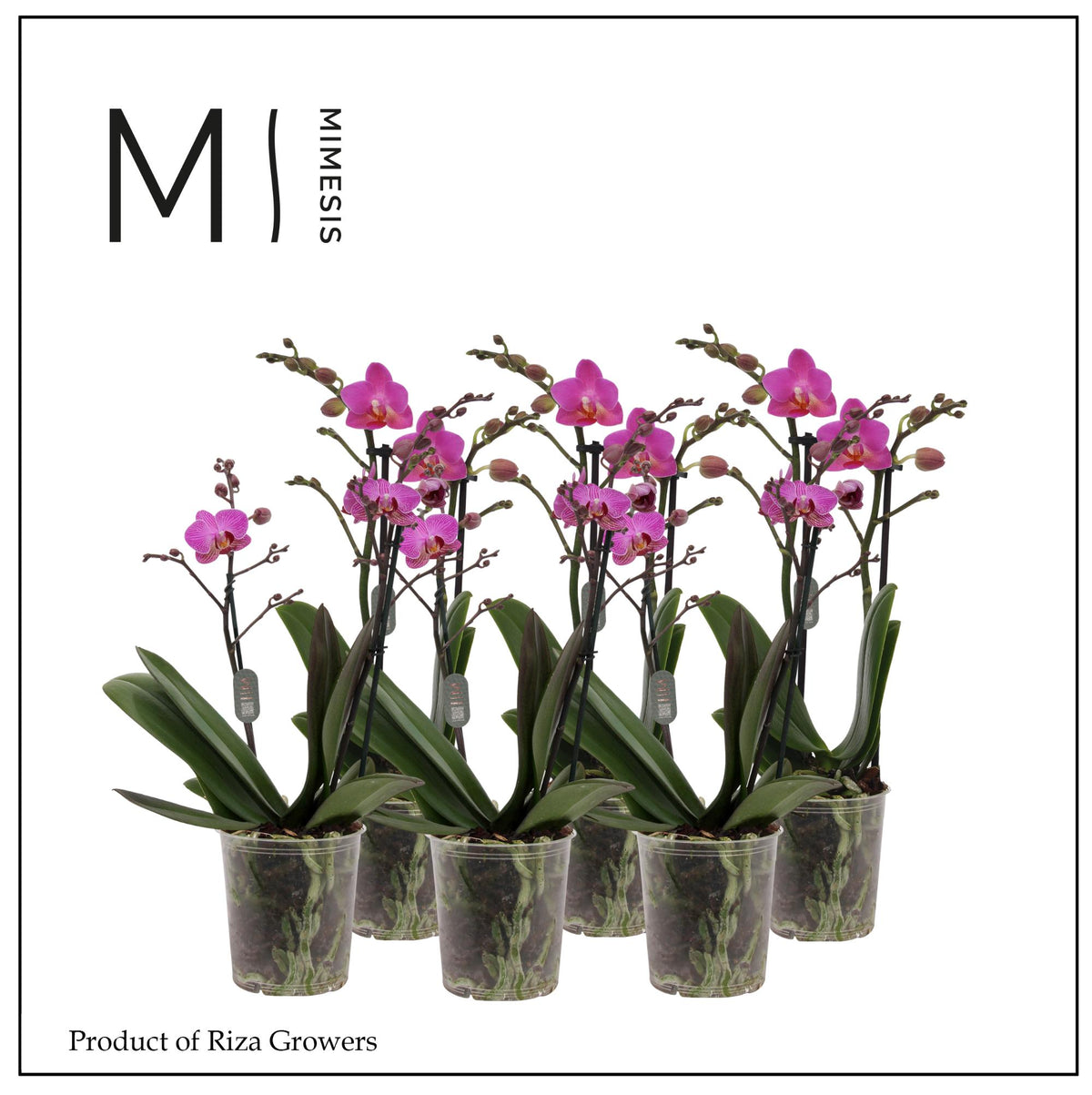 Phalaenopsis pink 50cm 12cm Pot