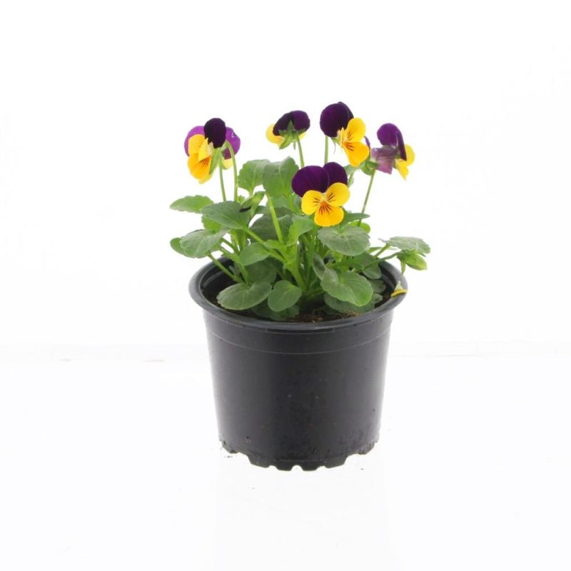 Viola corn. Orange Red Wing 15cm 9cm Pot