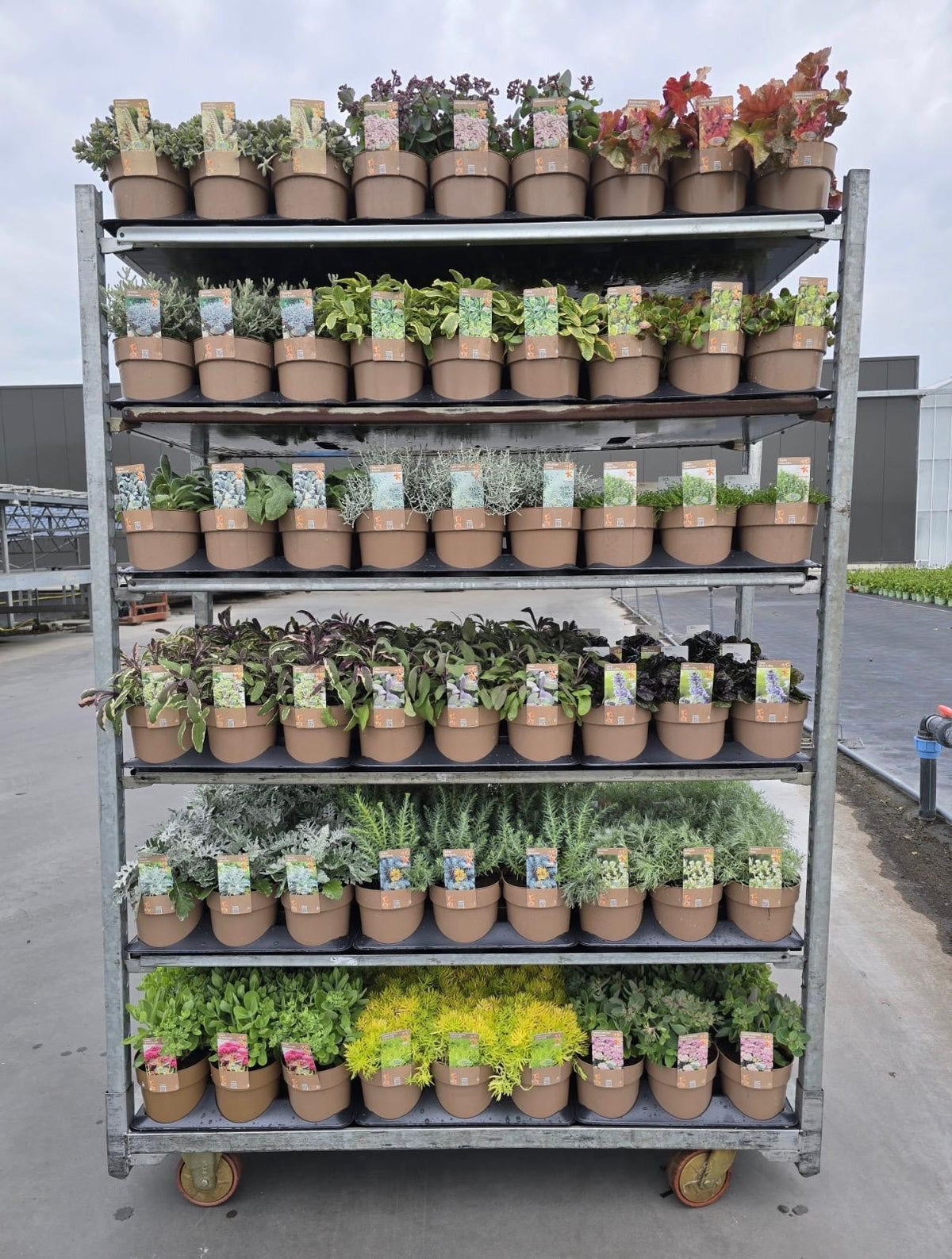 Perennial mix 25cm 15cm Pot