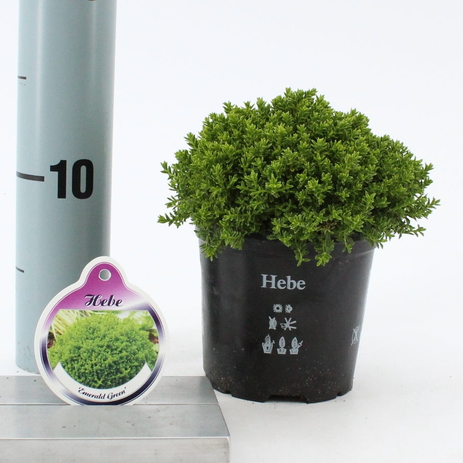 Hebe Emerald Groen 12cm 10.5cm Pot
