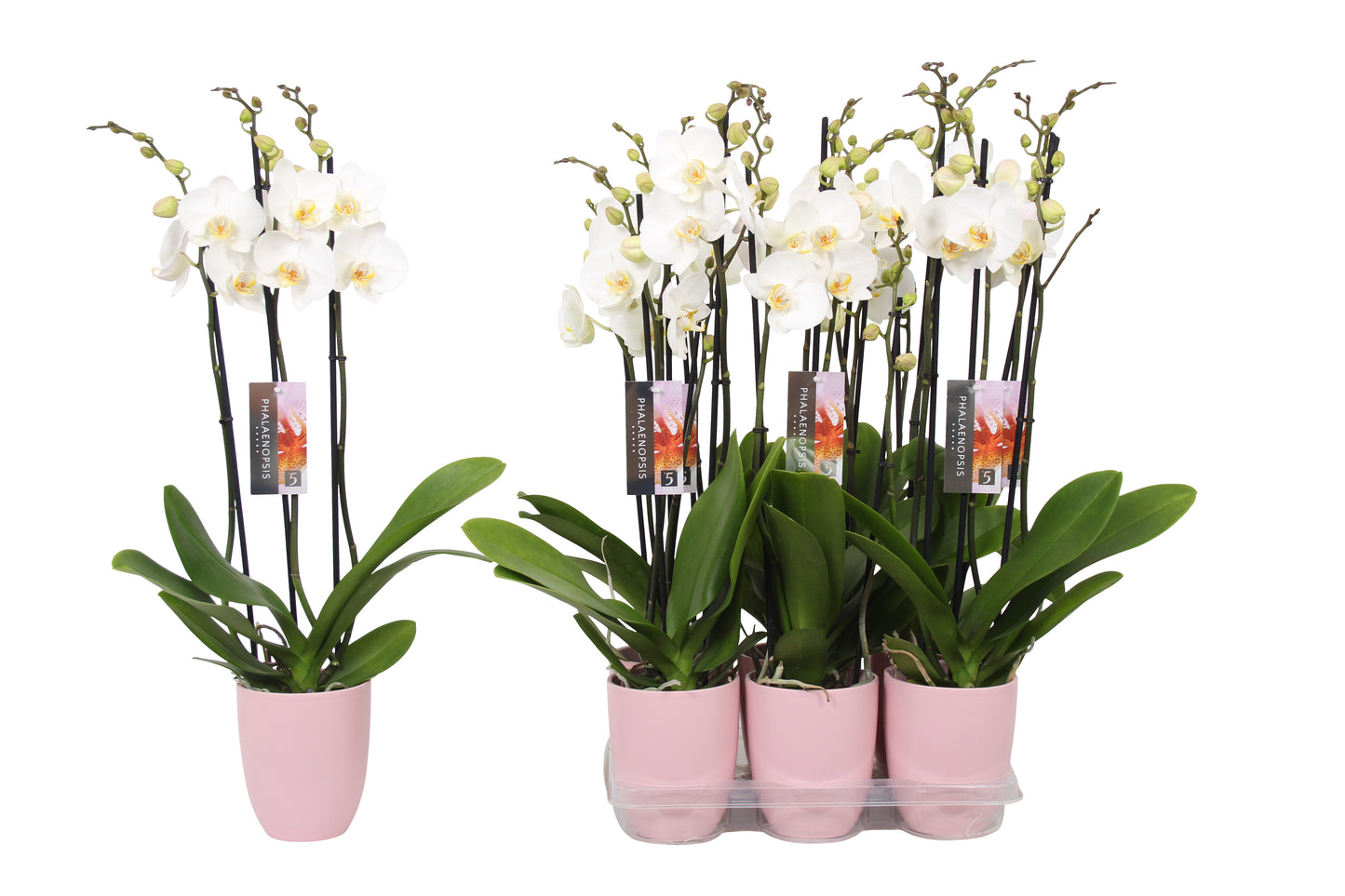 Phalaenopsis white (+ drp.ceramic) 60cm 12cm Pot