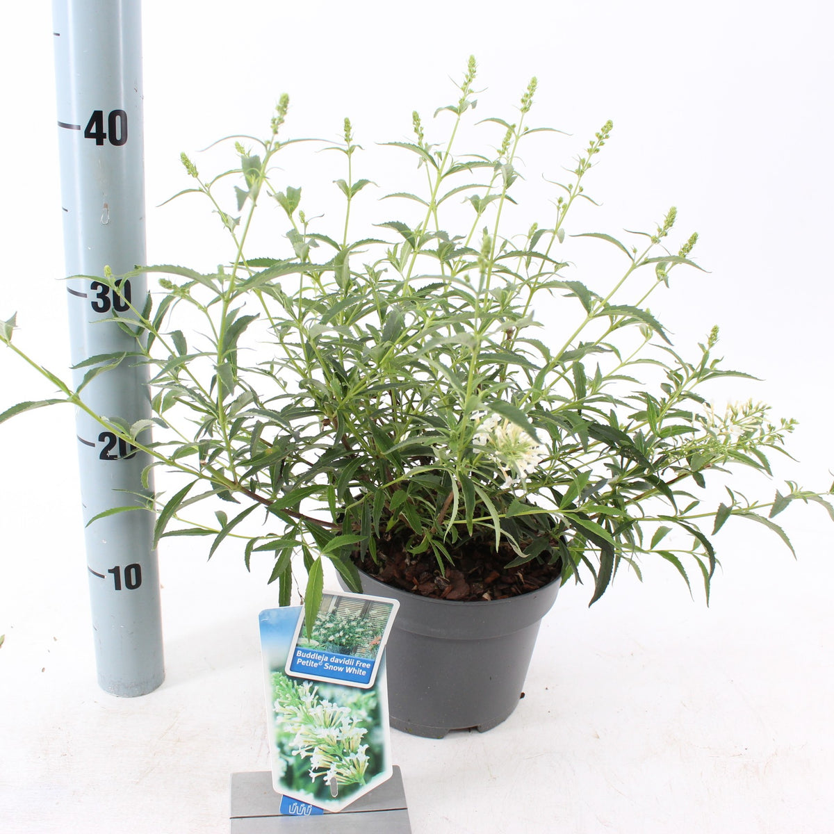 Buddleja davidii mix 30cm 17cm Pot