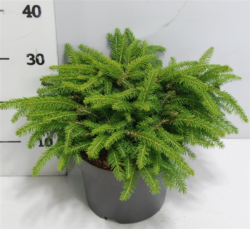 Bloemenkampen BV, Hkw. de Picea ab. Nidiformis Pack of 1