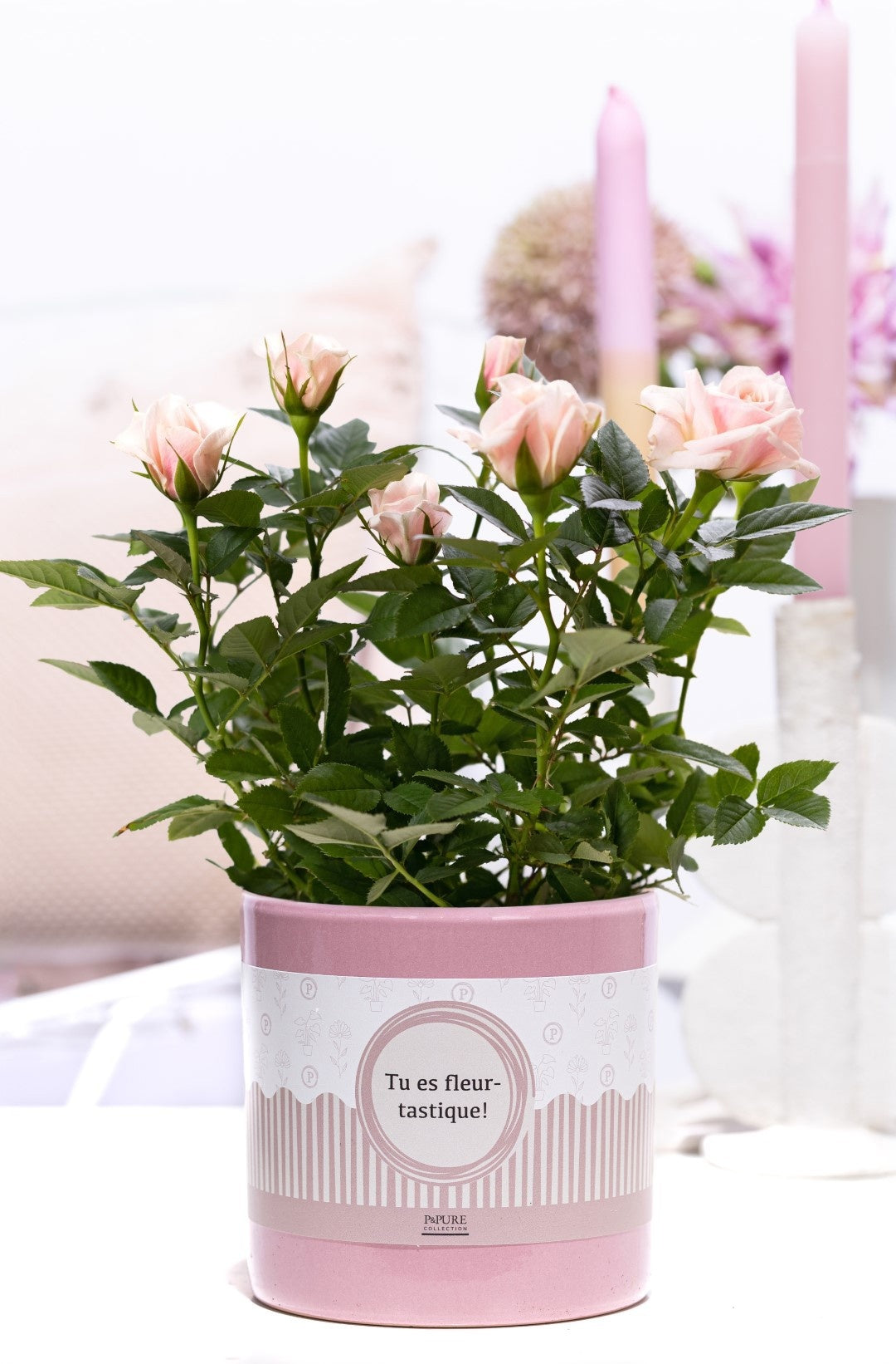 Rosa Beau Monde light pink 28cm 12cm Pot