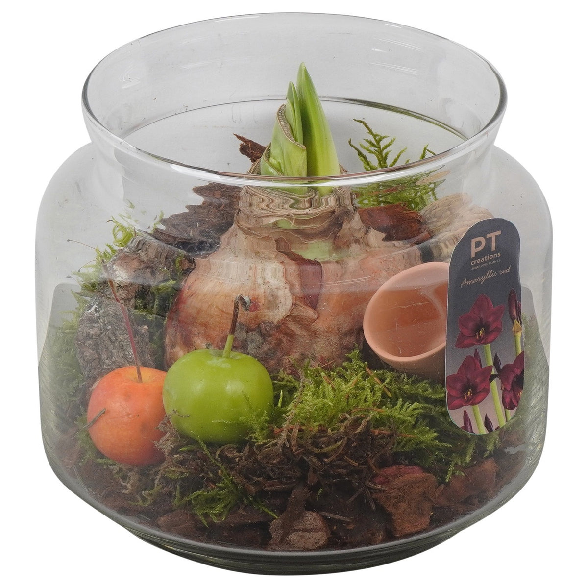 Hippeastrum arrangement 17cm 16cm Pot