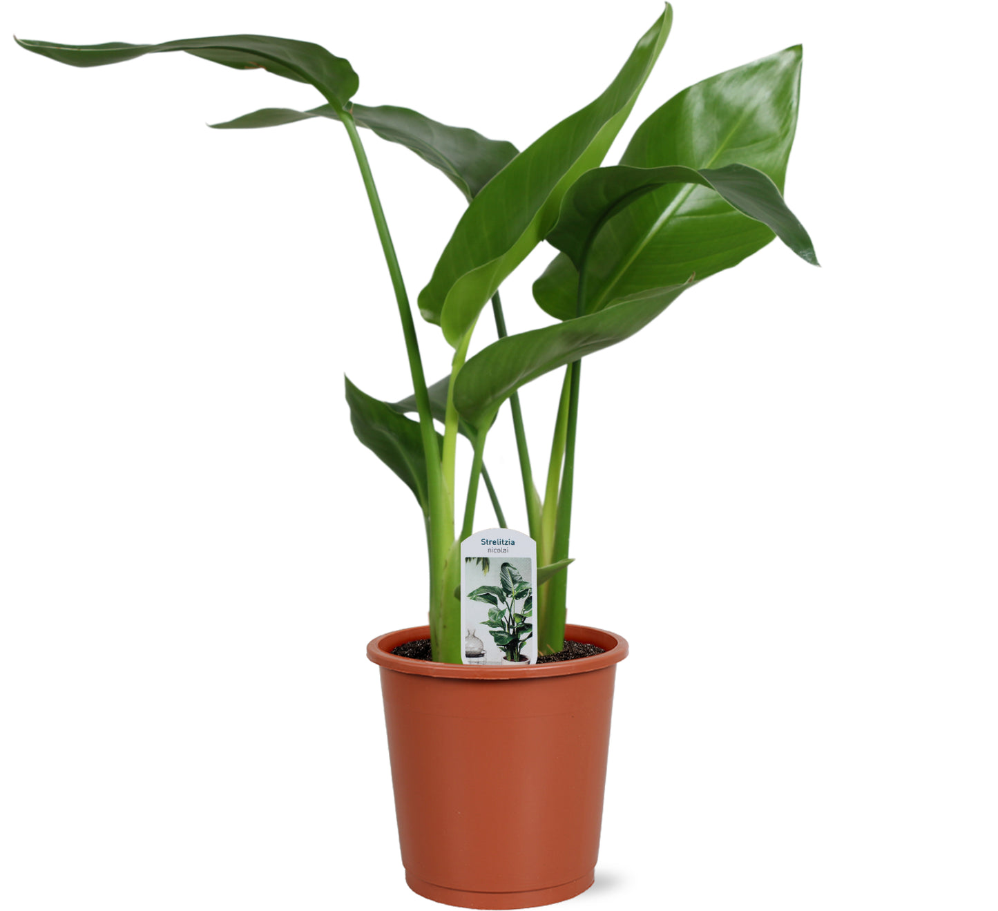Strelitzia nicolai 50cm 13cm Pot