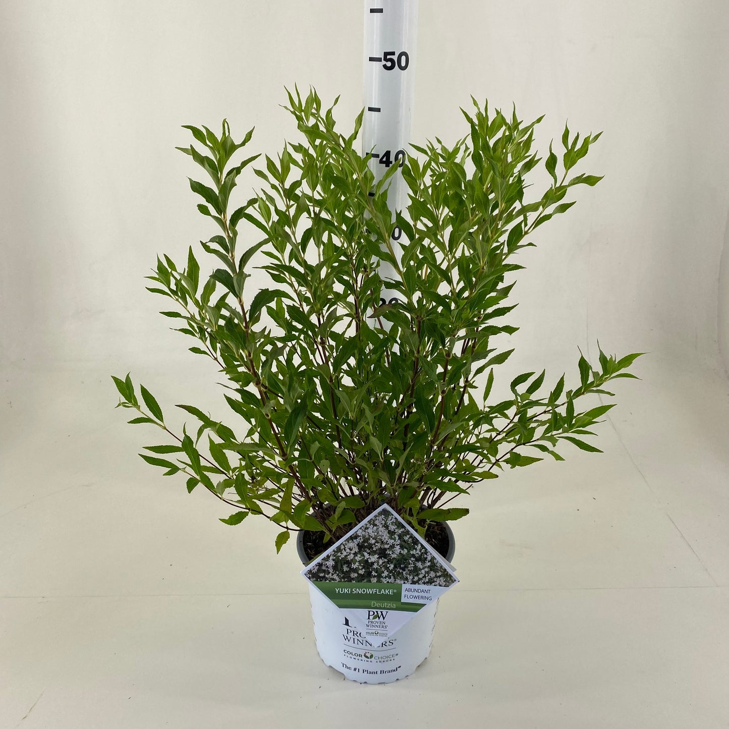 Deutzia Yuki Snowflake 30cm 19cm Pot