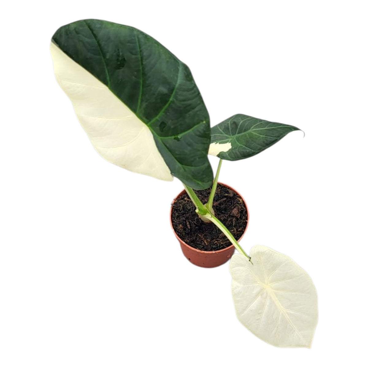 Alocasia amazonica 15cm 7cm Pot