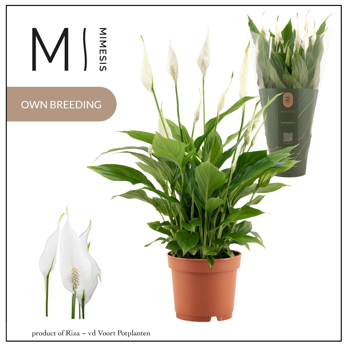 Spathiphyllum Bellini 37cm 13cm Pot