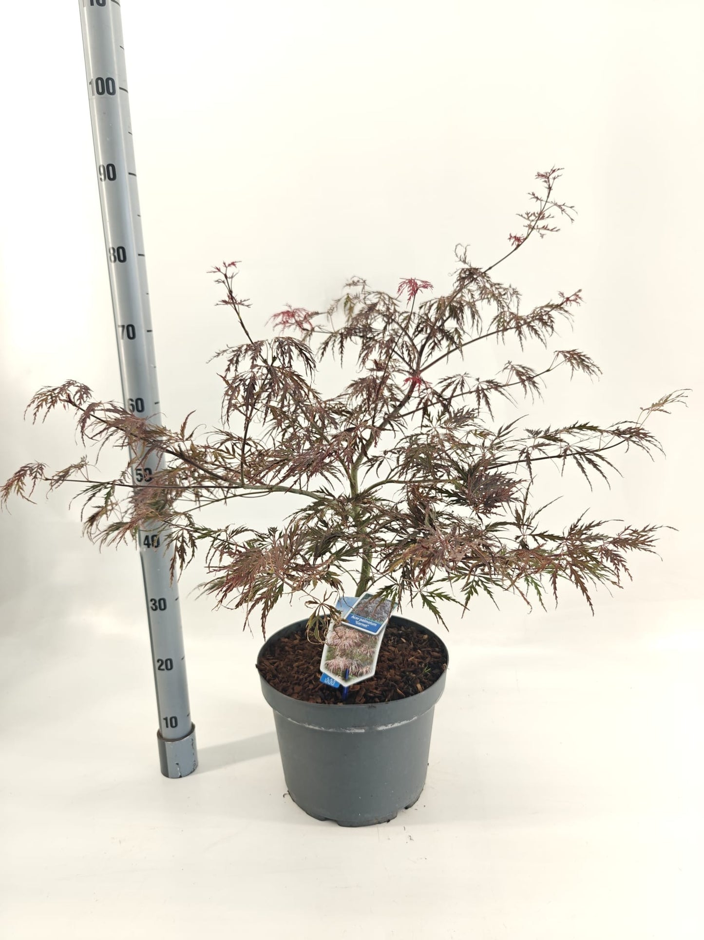 Acer Garnet 70cm 29cm Pot