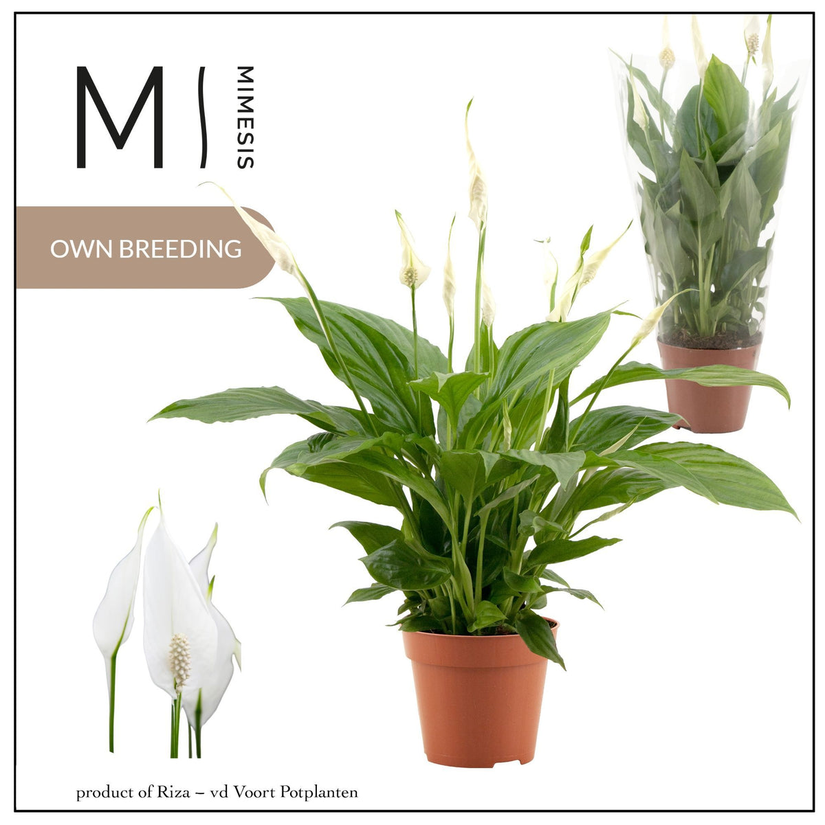 Spathiphyllum Torelli 40cm 12cm Pot