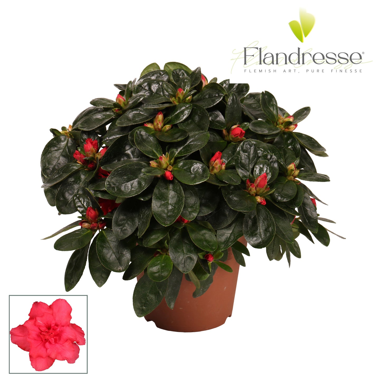 Rhododendron simsii red 25cm 12cm Pot