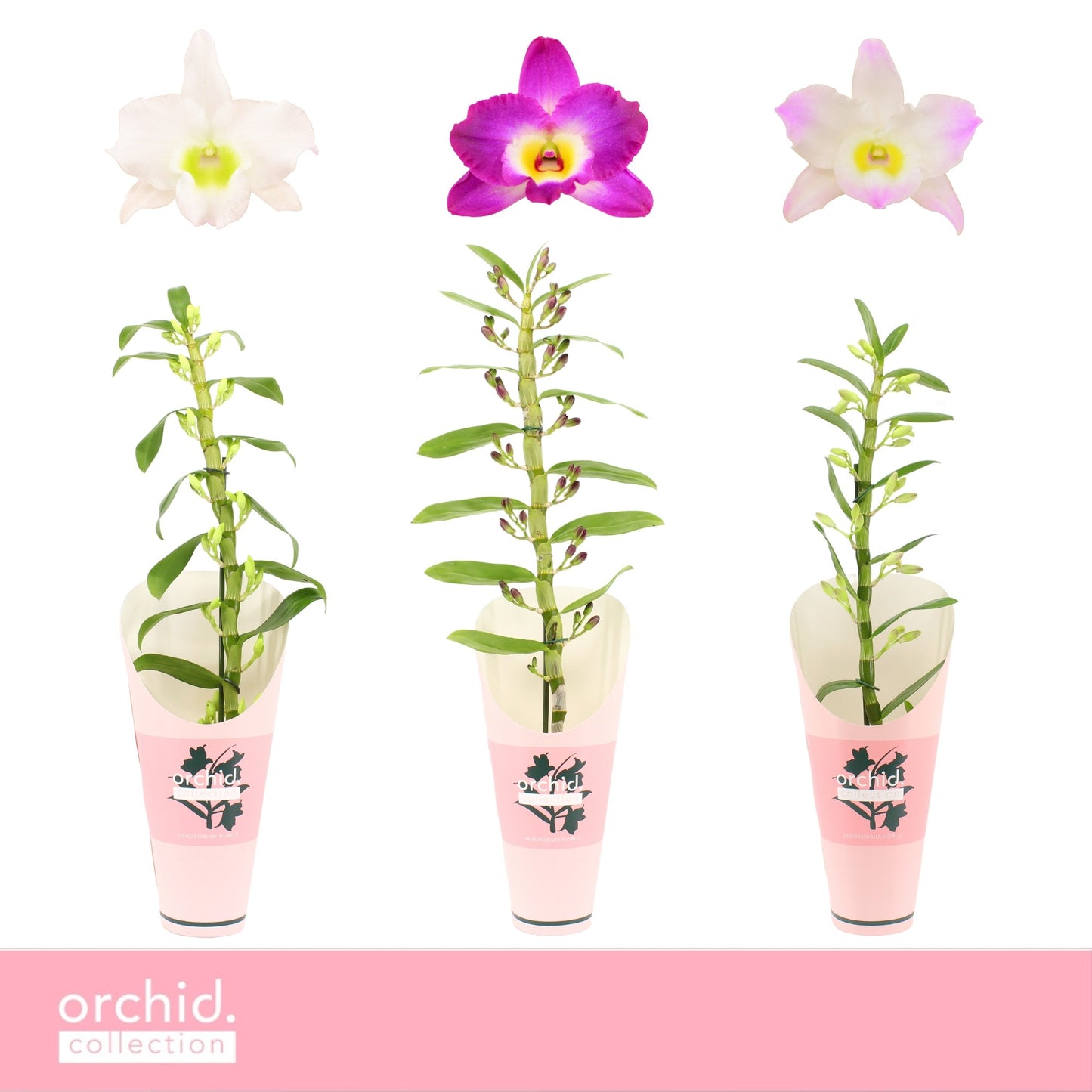 Dendrobium nobile mix 65cm 12cm Pot