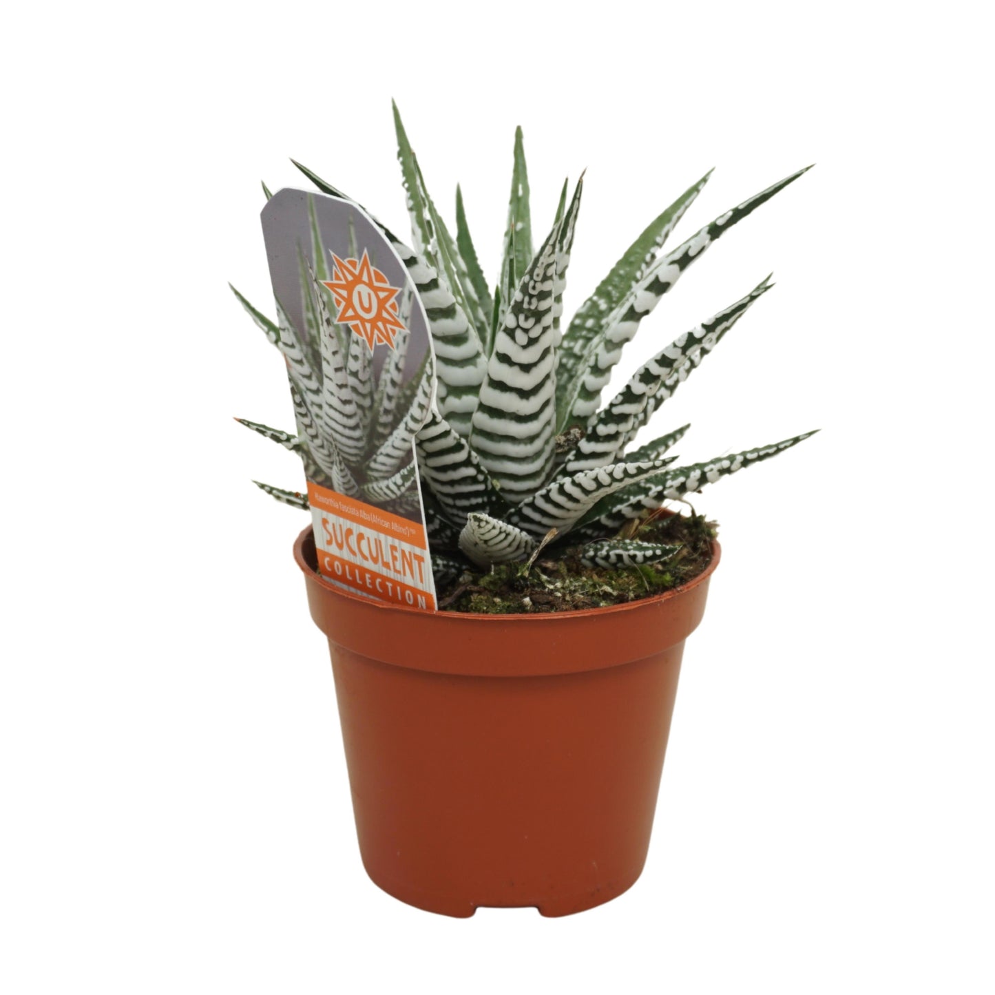 Haworthia Alba 16cm 10.5cm Pot