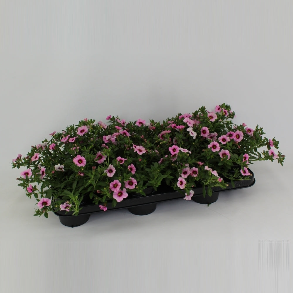 Calibrachoa Minifamous Pink+ Red Eye 20cm 510cm Pot