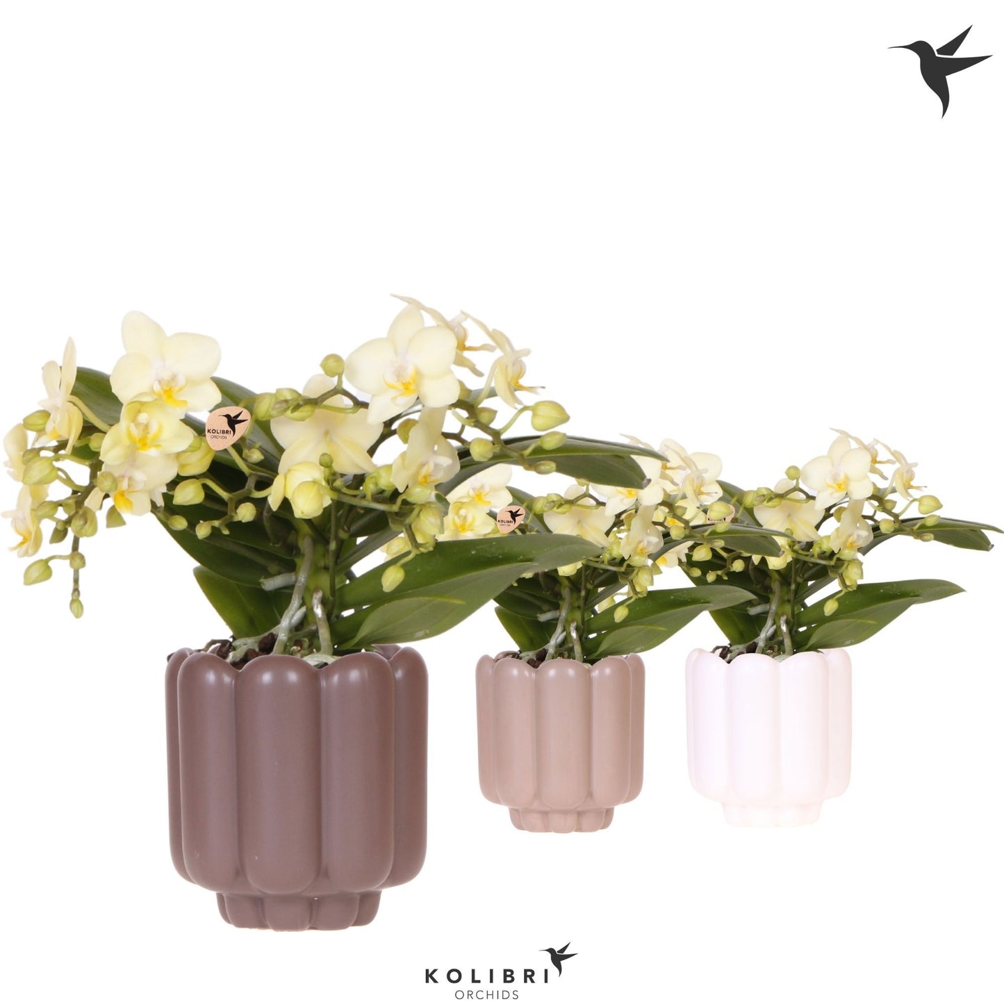 Phalaenopsis yellow 25cm 9cm Pot
