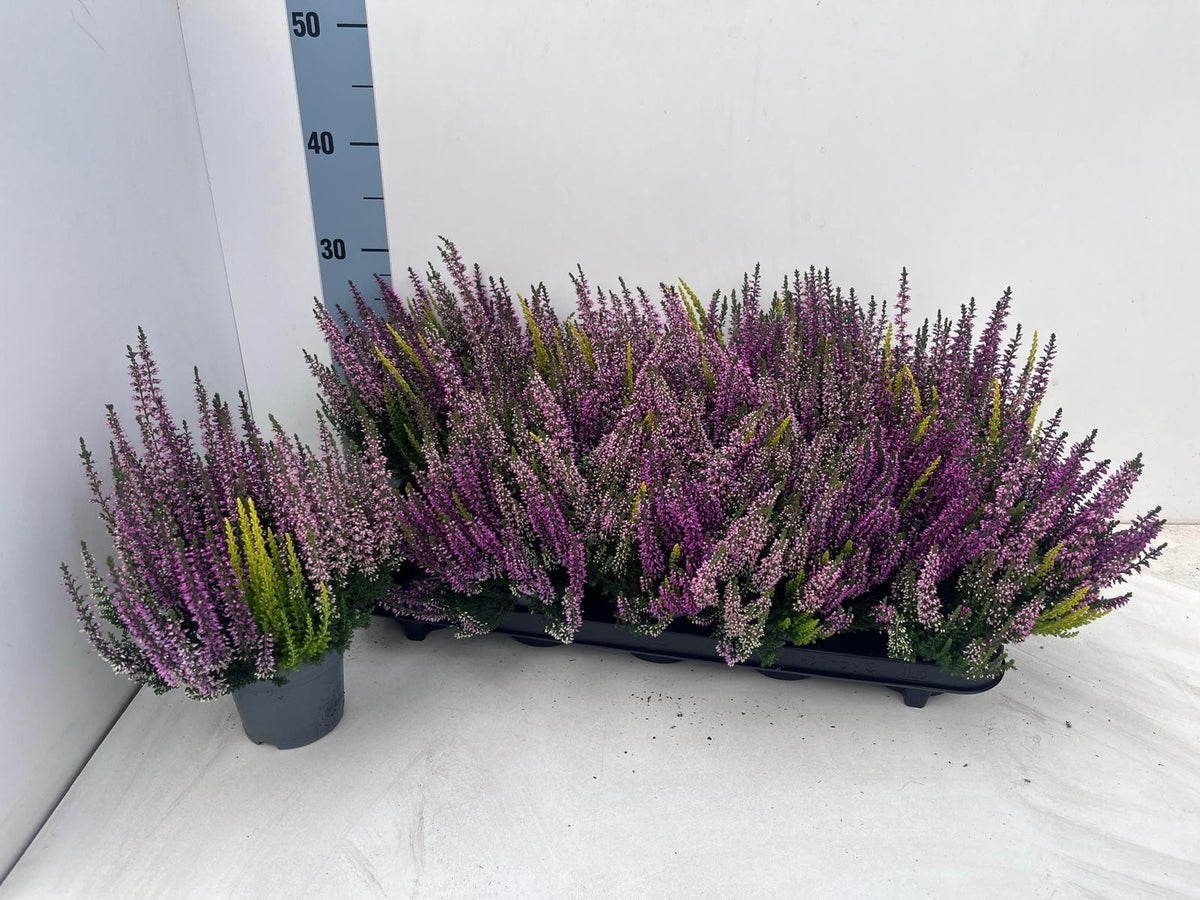 Calluna Beauty Ladies Casino trio 23cm 10.5cm Pot