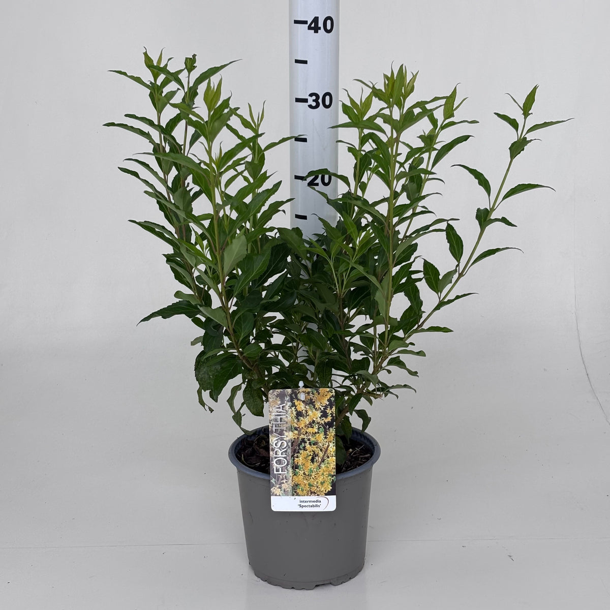 Forsythia Spectabilis 35cm 19cm Pot