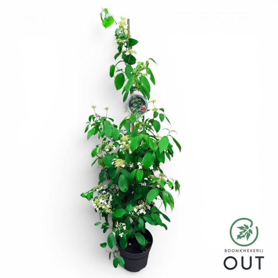 Viburnum plic. Kilimandjaro 150cm 29cm Pot