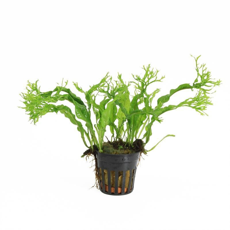 Microsorium pteropus 10cm 5cm Pot