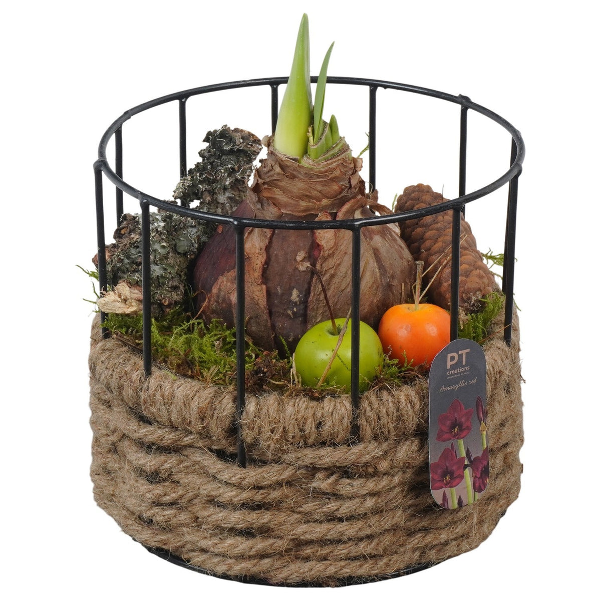 Hippeastrum arrangement 20cm 17cm Pot