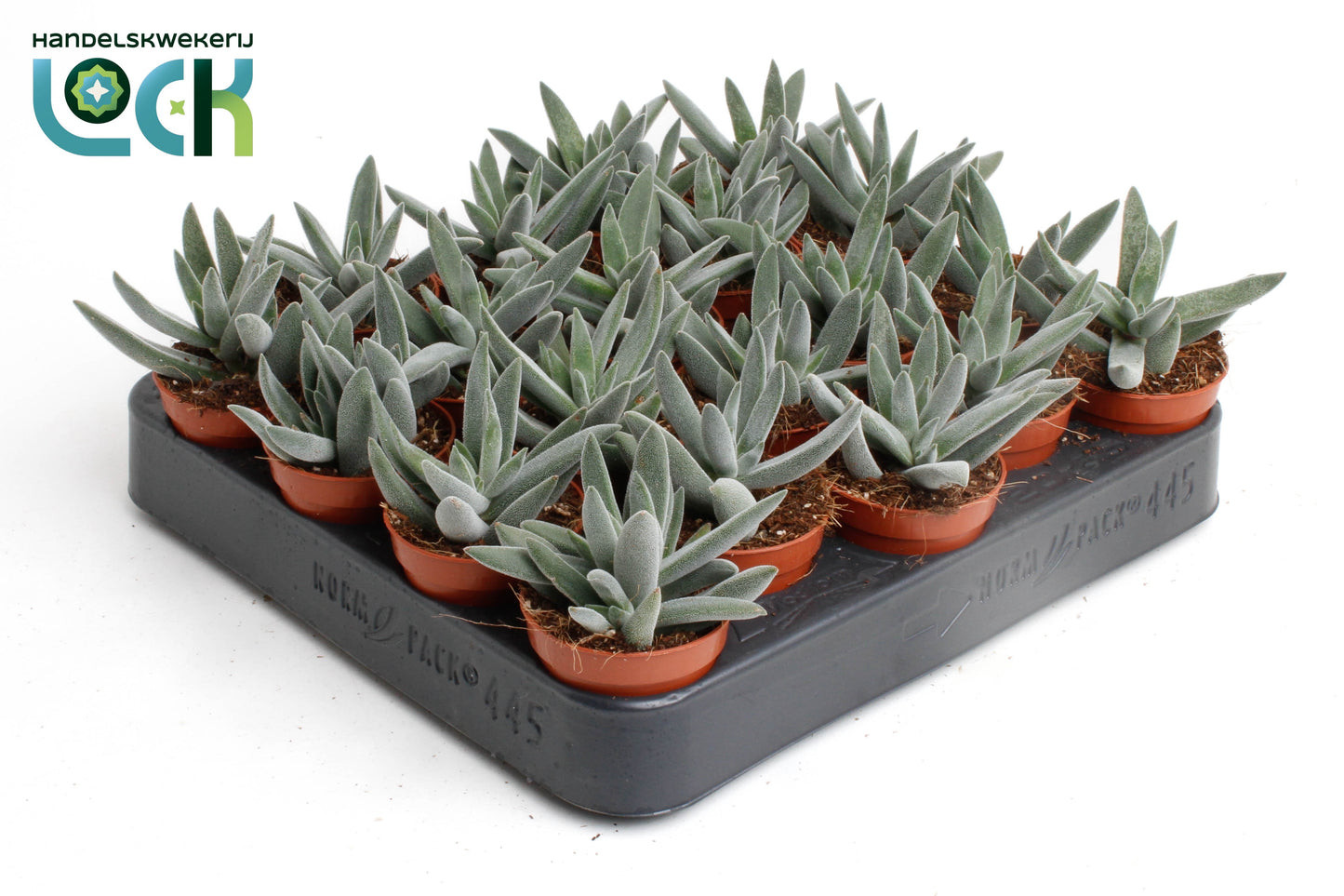 Lock, Handelskwekerij Crassula hybrid Pack of 20
