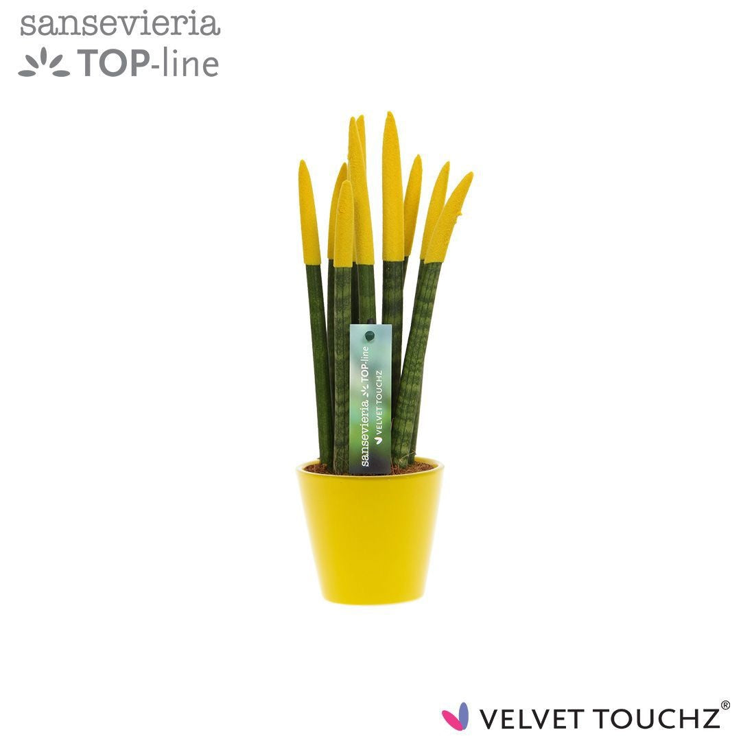 Sansevieria cylindrica 35cm 8.5cm Pot