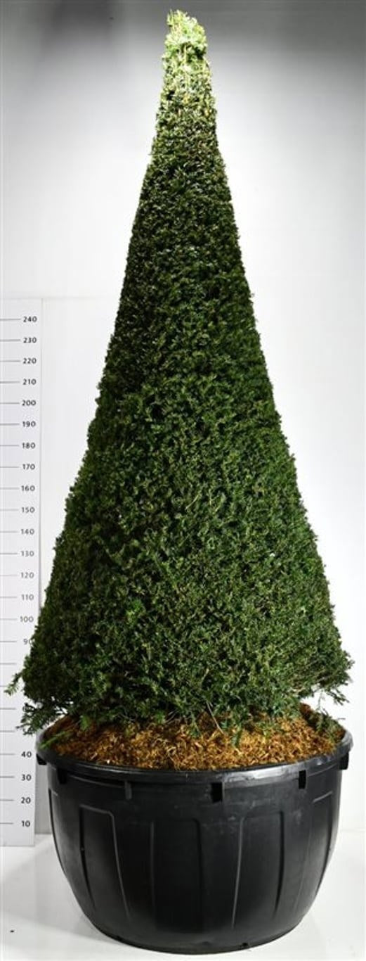 Taxus baccata 400cm 110cm Pot