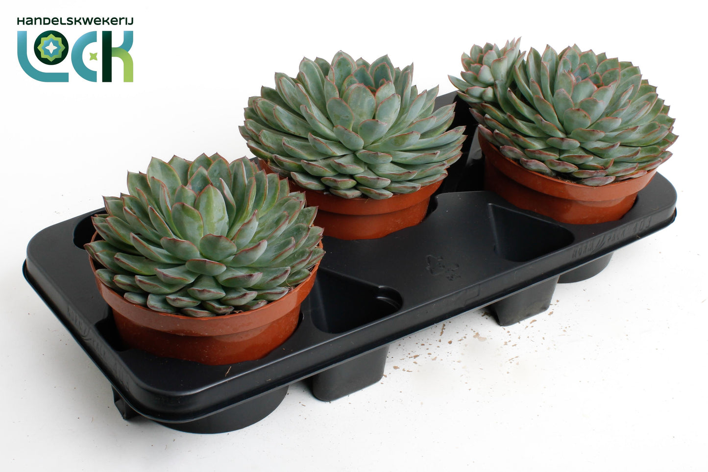 Echeveria Hybrid 30cm 17cm Pot