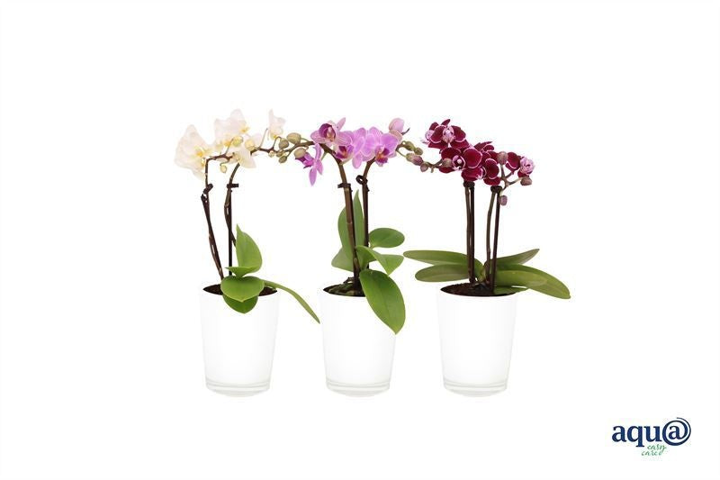 Phalaenopsis hybrid 17cm 6cm Pot